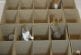 Une famille de chatons jouent dans des boites