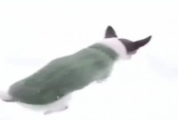 Micro chien plonge dans une épaisse couche de neige