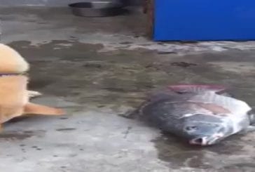 Chien tente de sauver un poisson échoué