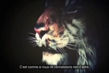 La terrible vie des animaux de cirque