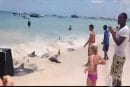 Sauvetage de dauphins sur la plage Burke des Barbades